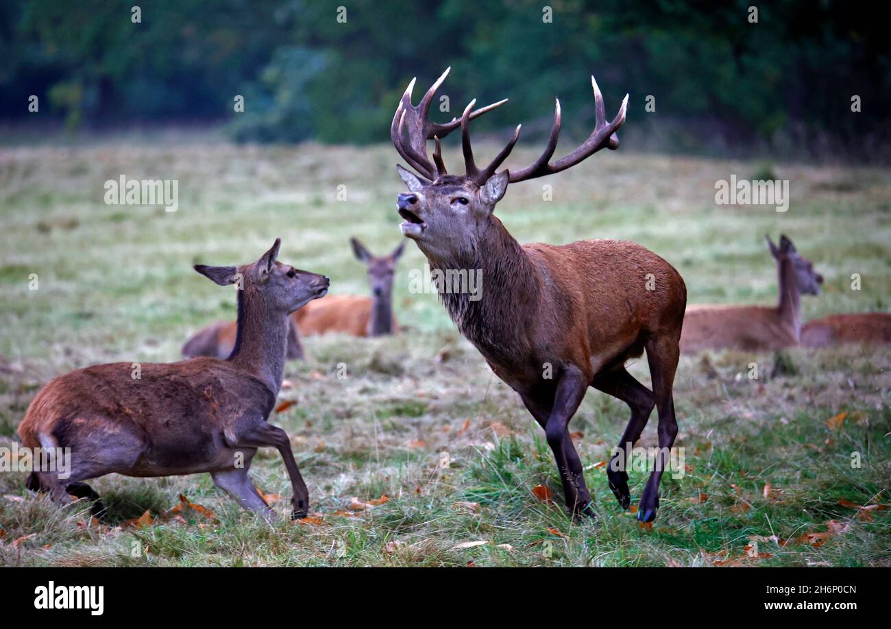 Rothirsch bereitet sich auf die jährliche Rut vor Stockfoto
