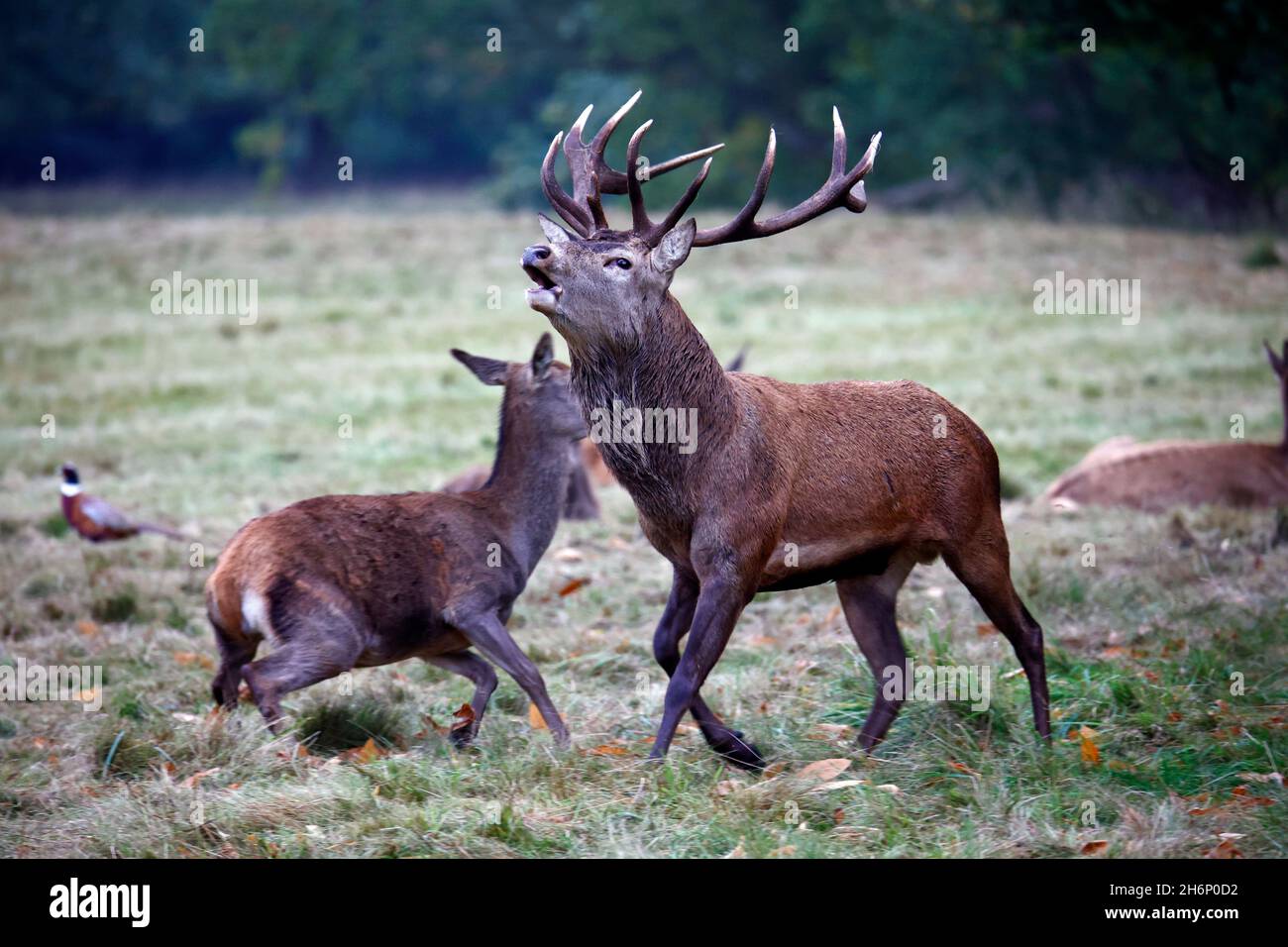 Rothirsch bereitet sich auf die jährliche Rut vor Stockfoto