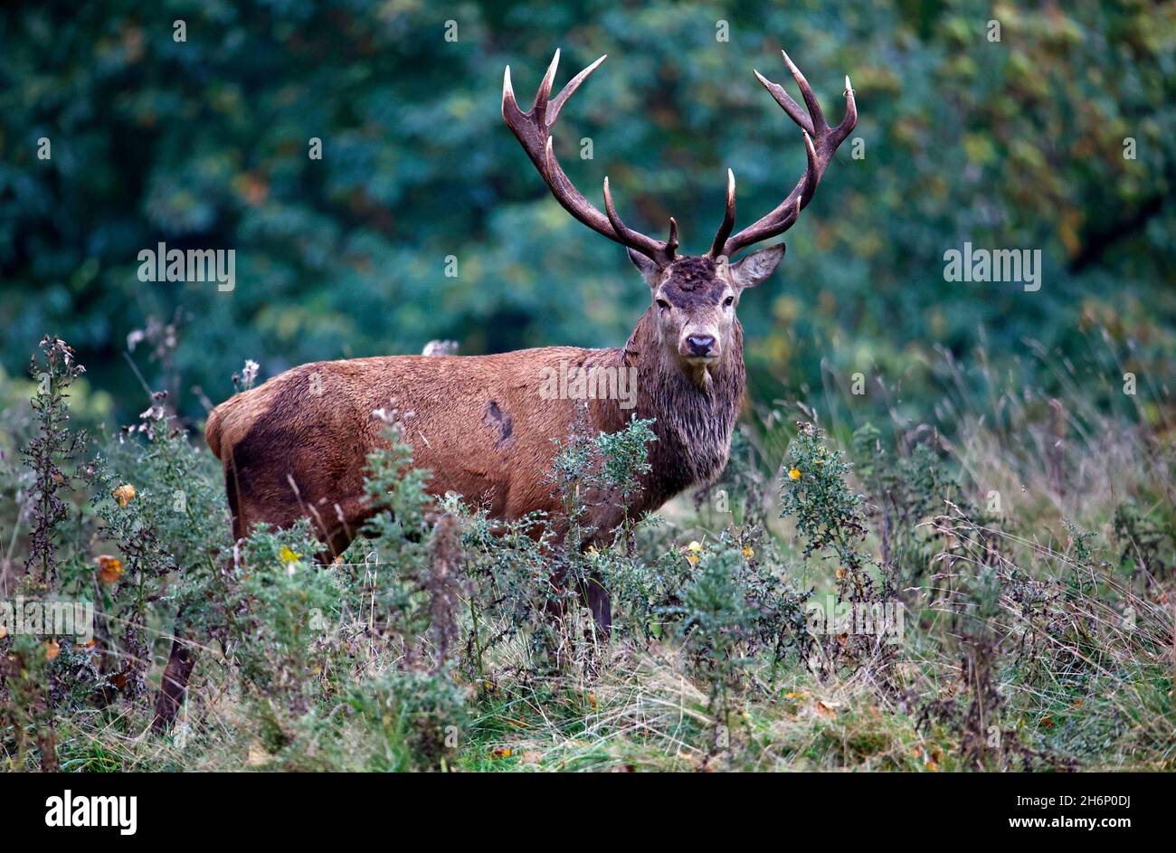 Rothirsch bereitet sich auf die jährliche Rut vor Stockfoto