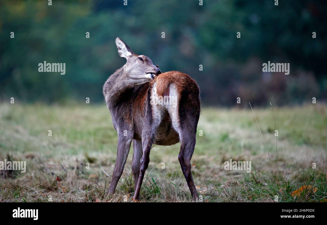 Rothirsch bereitet sich auf die jährliche Rut vor Stockfoto