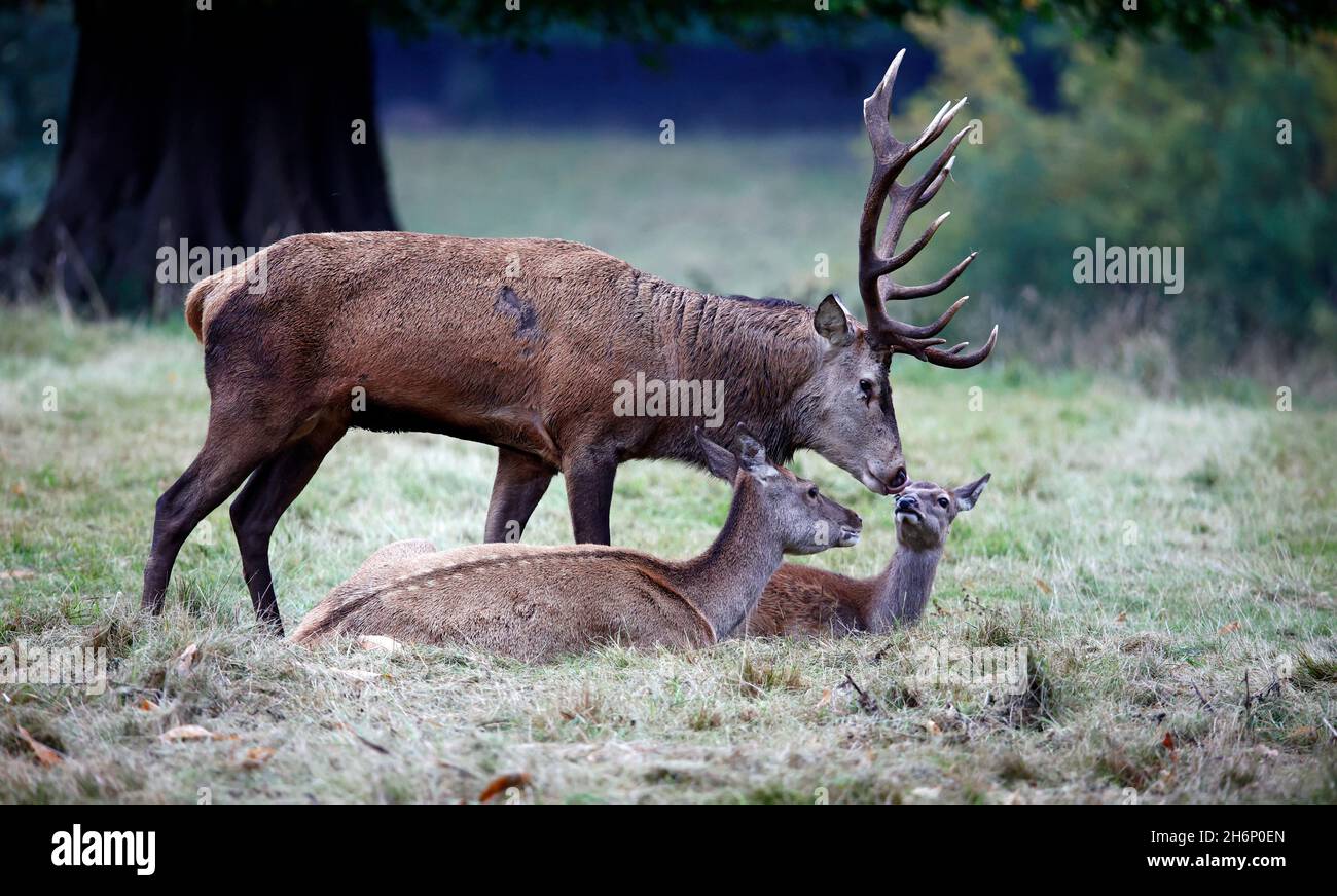 Rothirsch bereitet sich auf die jährliche Rut vor Stockfoto