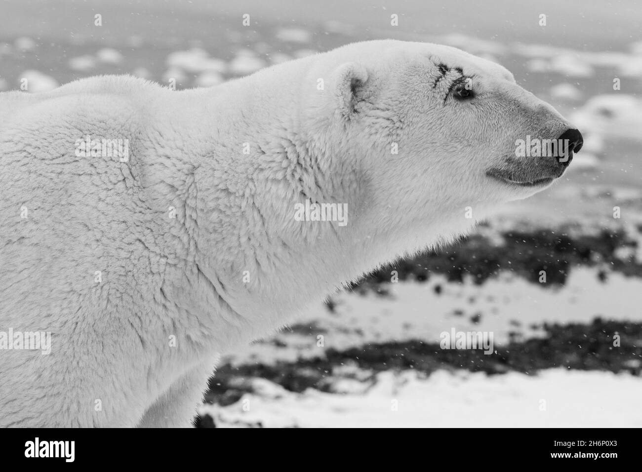 Kanada, Manitoba, Churchill. Reifer männlicher Eisbär mit Narbe über seinem Auge. (WILD: Ursus maritimus) Schwarzweiß Stockfoto