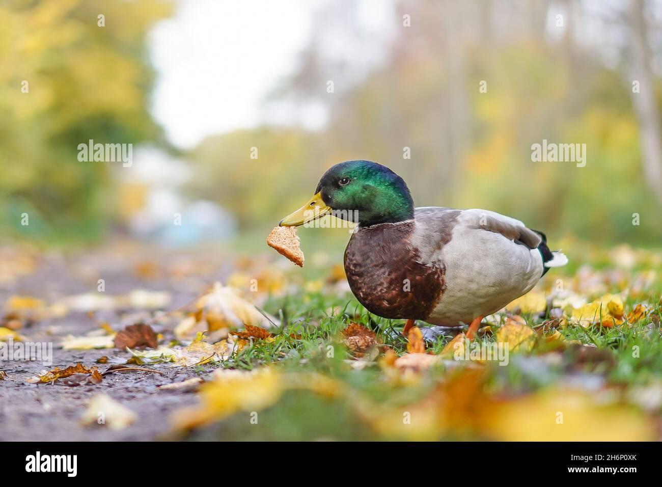 Kidderminster, Großbritannien. 17th. November 2021. Wetter in Großbritannien: Es gibt einen feuchten Start in den Tag, aber die Sonne scheint, Herbstblätter fallen und die Enten vor Ort genießen ihr Frühstück im Park. Kredit: Lee Hudson/Alamy Live Nachrichten Stockfoto