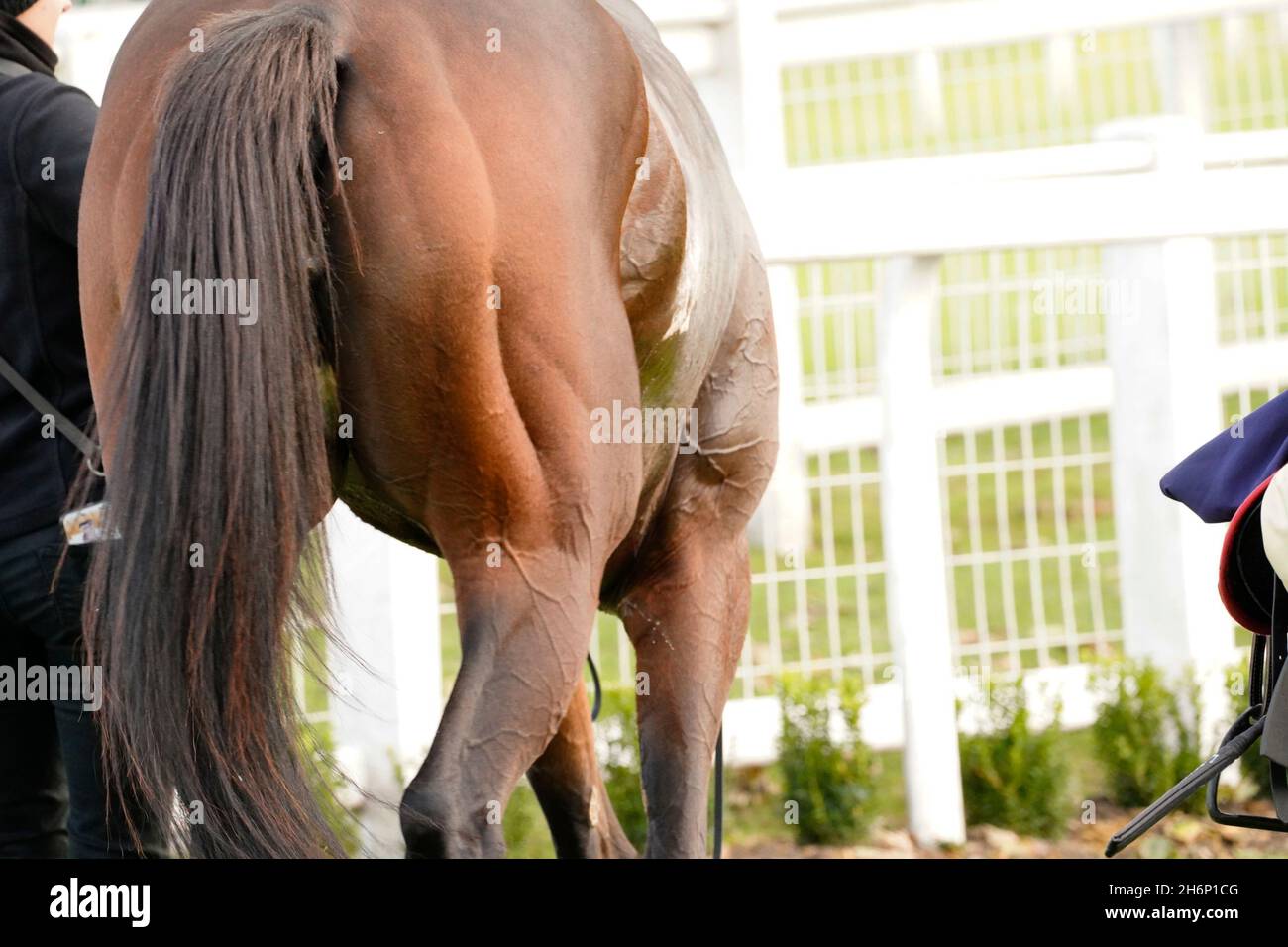 Atmosphäre und Nervenkitzel eines Tages bei den Rennen mit der Menge und den Pferden Stockfoto