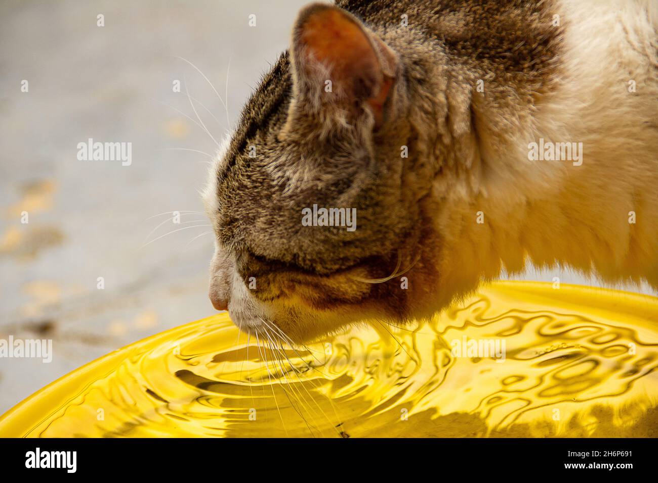 Goiânia, Goias, Brasilien – 16. November 2021: Eine tabby Katze trinkt Wasser aus einer gelben Schale. Stockfoto