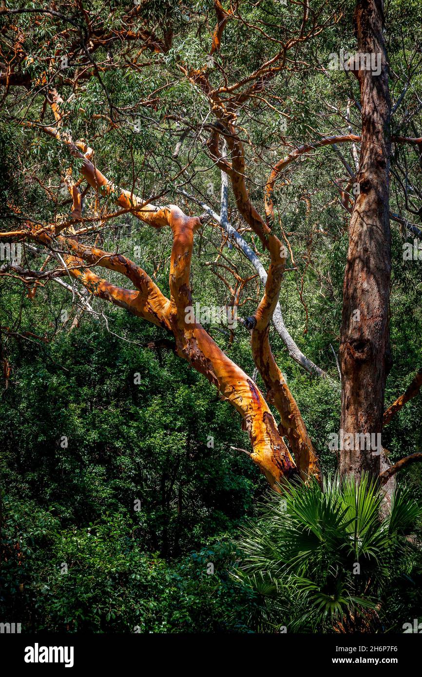 Red Gum Tree, Royal National Park, Sydney, NSW, Australien. Stockfoto