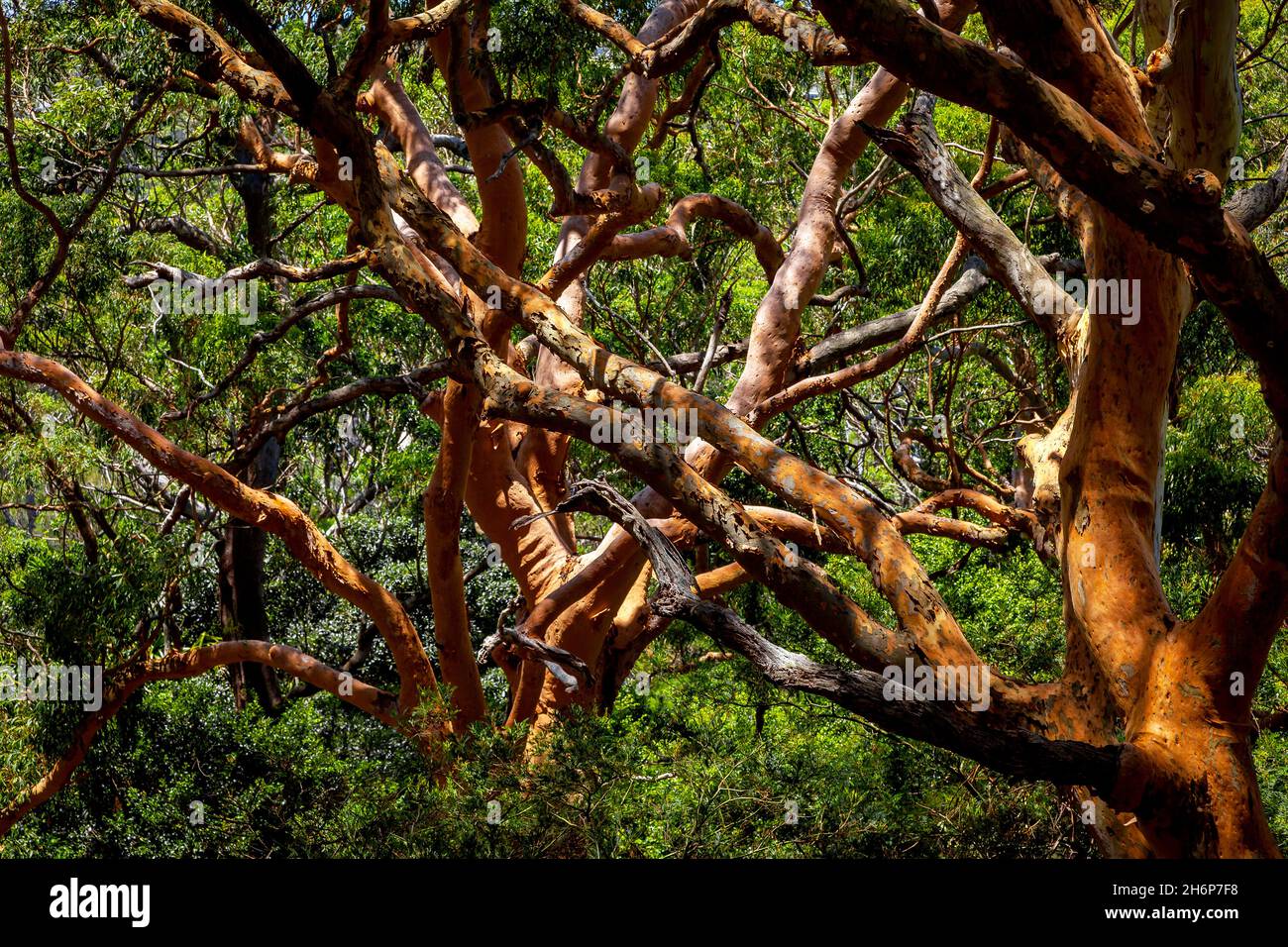 Red Gum Tree, Royal National Park, Sydney, NSW, Australien. Stockfoto