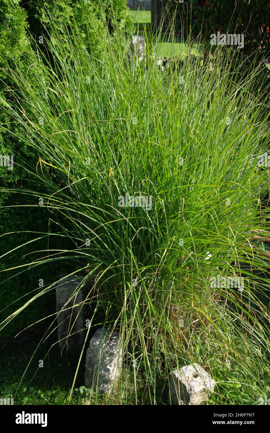 Schöne und große Calamagrostis-Graspflanze mit leuchtend grünen langen Blättern in der Sommersaison, Karl-foerster-Gras Stockfoto