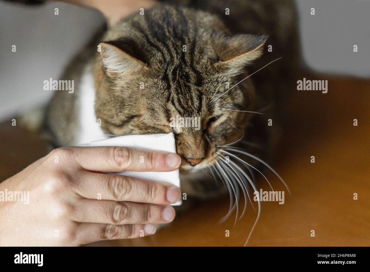 Frau, die zu Hause ihre Katzenaugen putzt Stockfoto