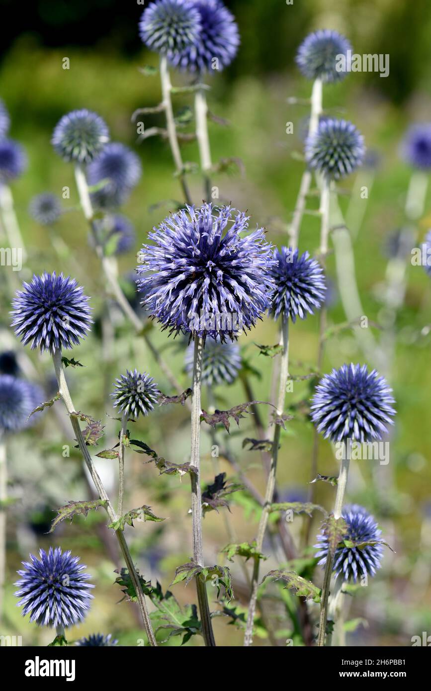 Kugeldisteln, Echinops Ritro ist eine Heil- und Wildpflanze. Kugeldisteln, Echinops ritro, sind Heilpflanzen und Wildpflanzen. Stockfoto
