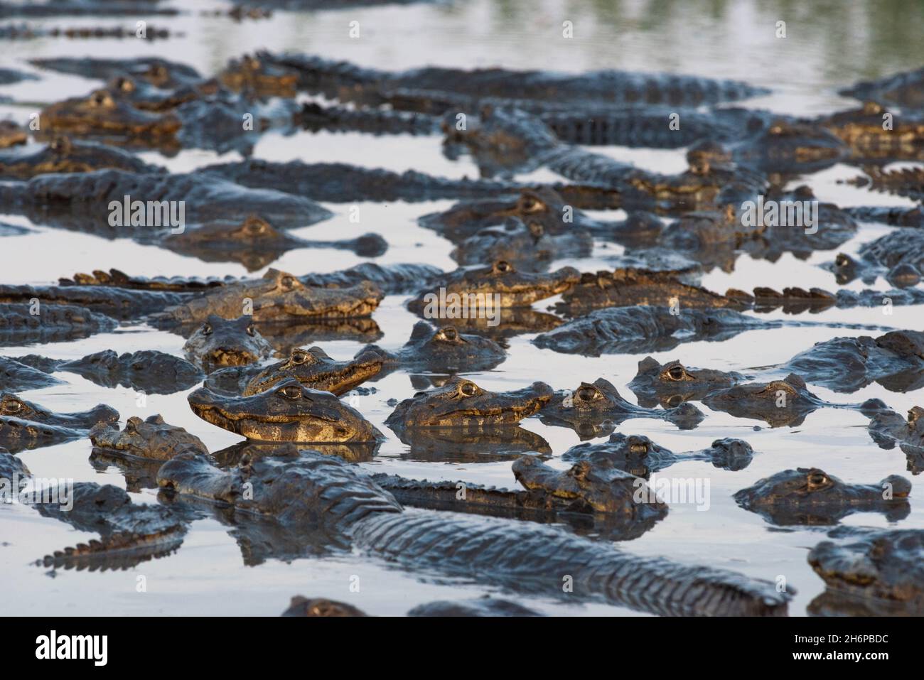 Eine Versammlung von Pantanal-Kaimanen an einem trocknenden See Stockfoto