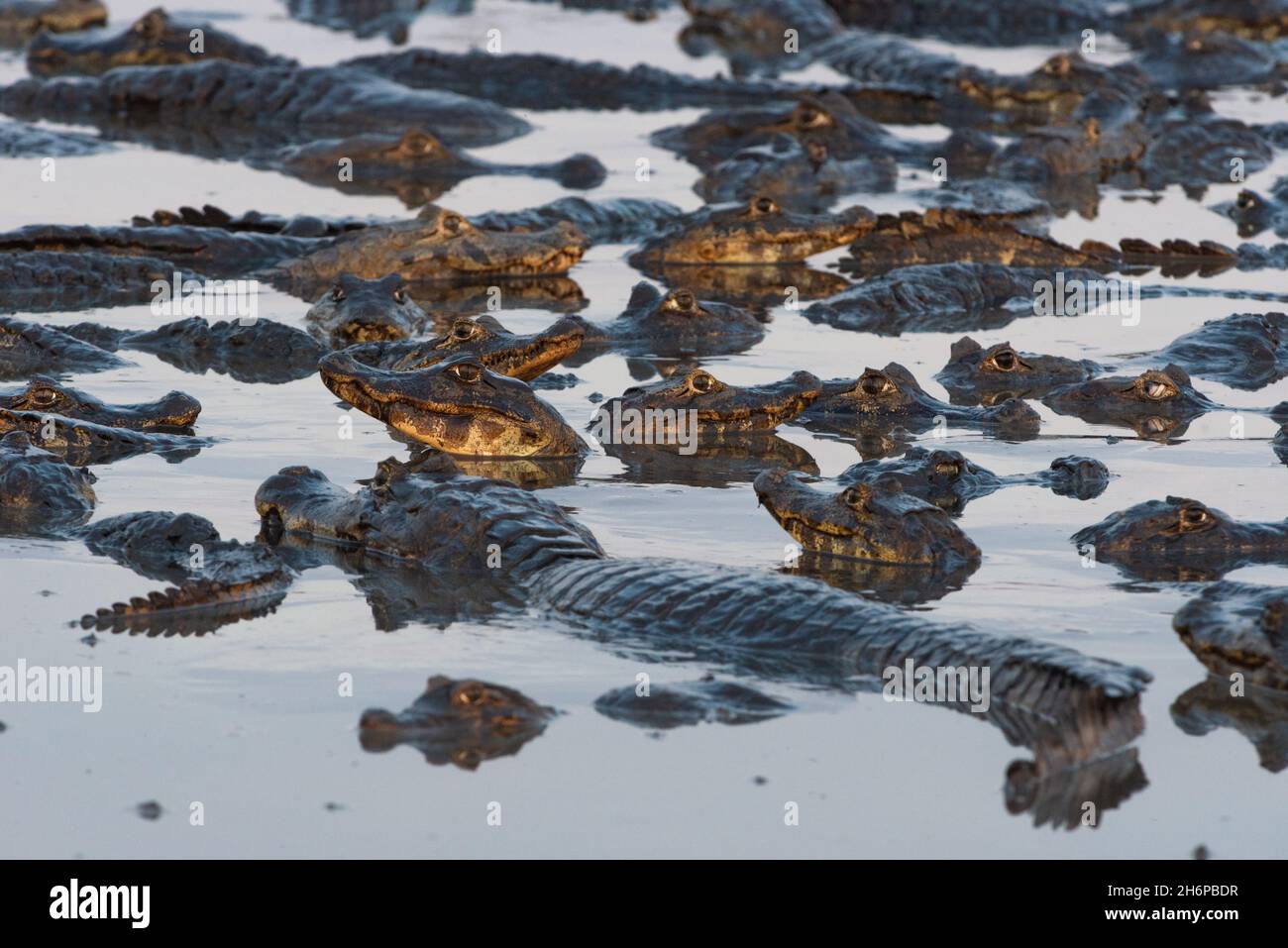 Eine Versammlung von Pantanal-Kaimanen an einem trocknenden See Stockfoto