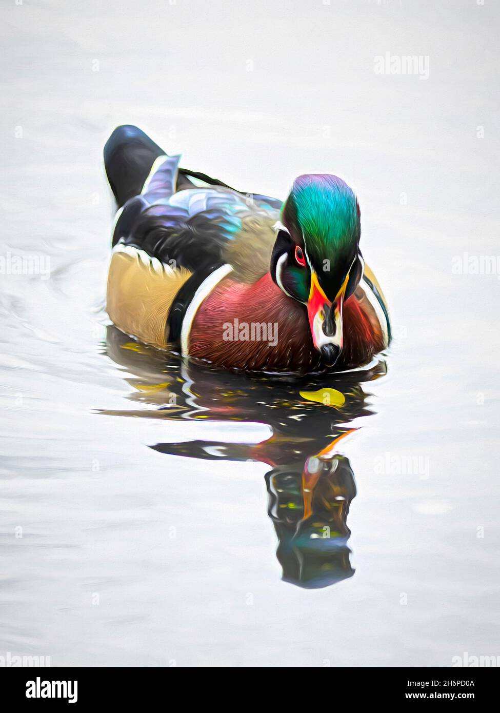 Waldenten-Männchen (Aix sponsa) schwimmt im Herbst auf dem Ottawa-Fluss in Kanada Stockfoto