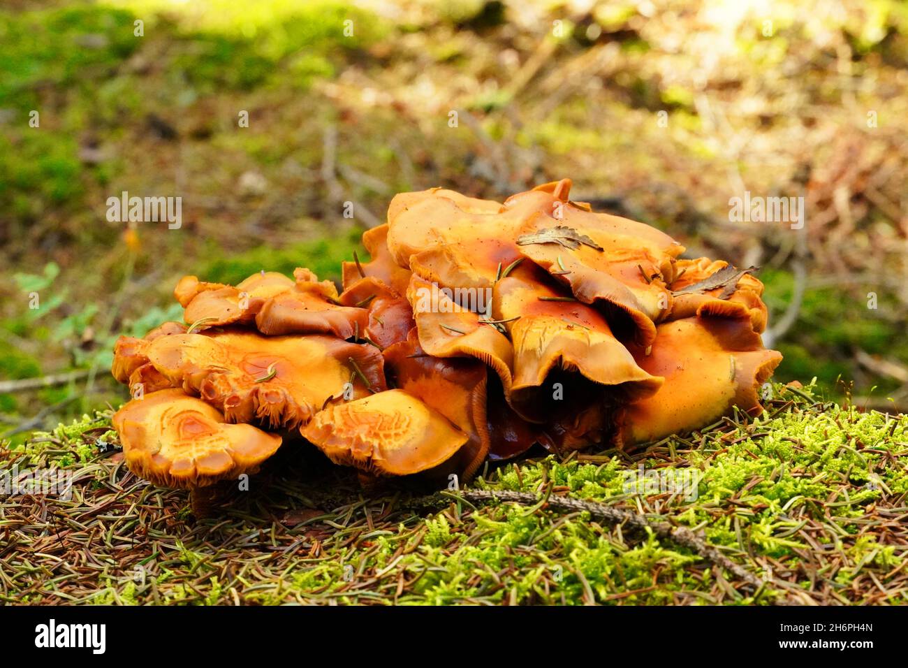 Brauner Baumpilz in Nahaufnahme. Stockfoto
