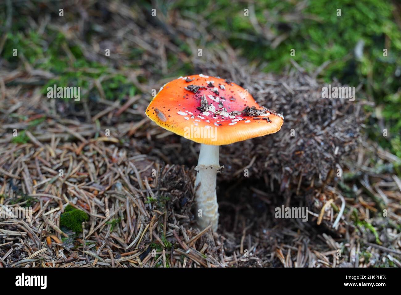 Frische Fliegengitarre auf Waldboden. Roter Pilz mit weißen Flecken. Giftig. Amanita muscaria. Stockfoto