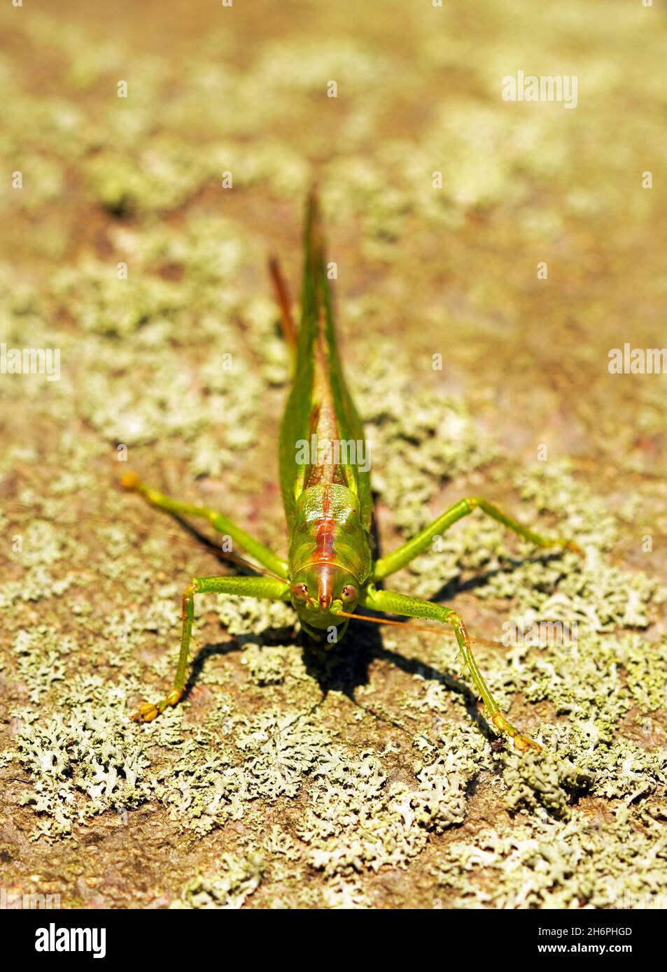 Bush Cricket in Nahaufnahme. Trommeln katydid. Meconema thalassinum. Stockfoto