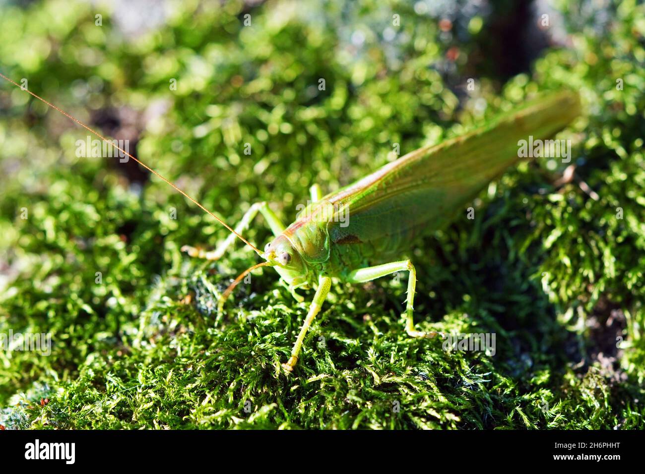 Bush Cricket in Nahaufnahme. Trommeln katydid. Meconema thalassinum. Stockfoto