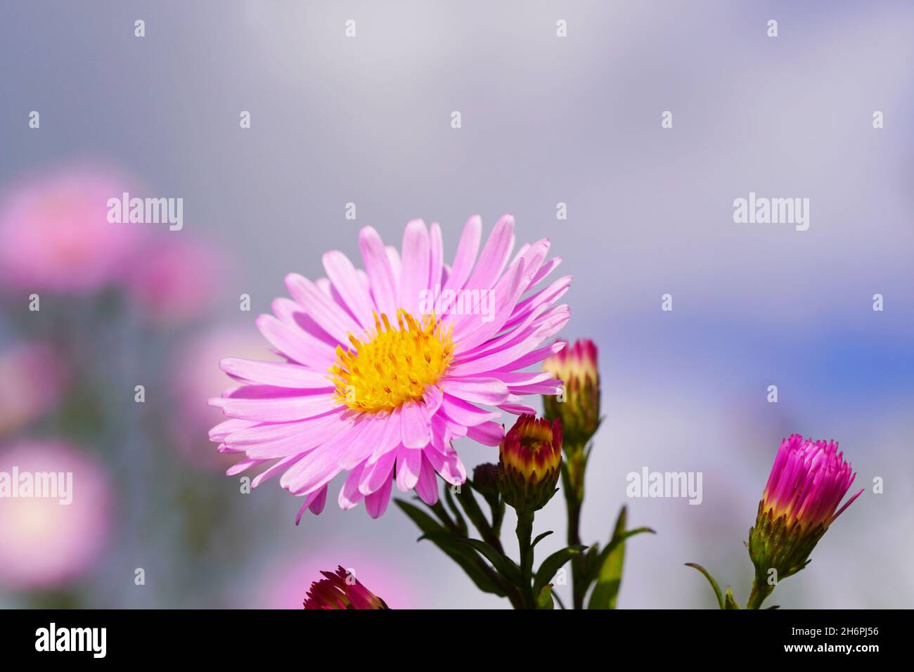 Rosa Herbstaster vor einem himmelblauen Hintergrund. Symphyotrichum. Stockfoto