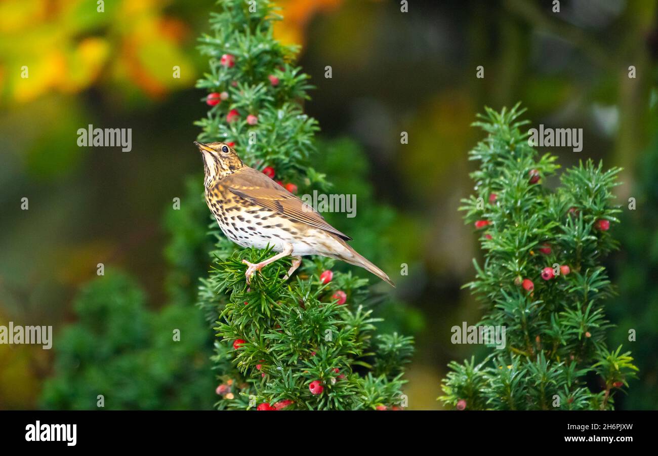 Ein Lied drosselt in einem Eibenbaum, Chipping, Preston, Lancashire. VEREINIGTES KÖNIGREICH Stockfoto