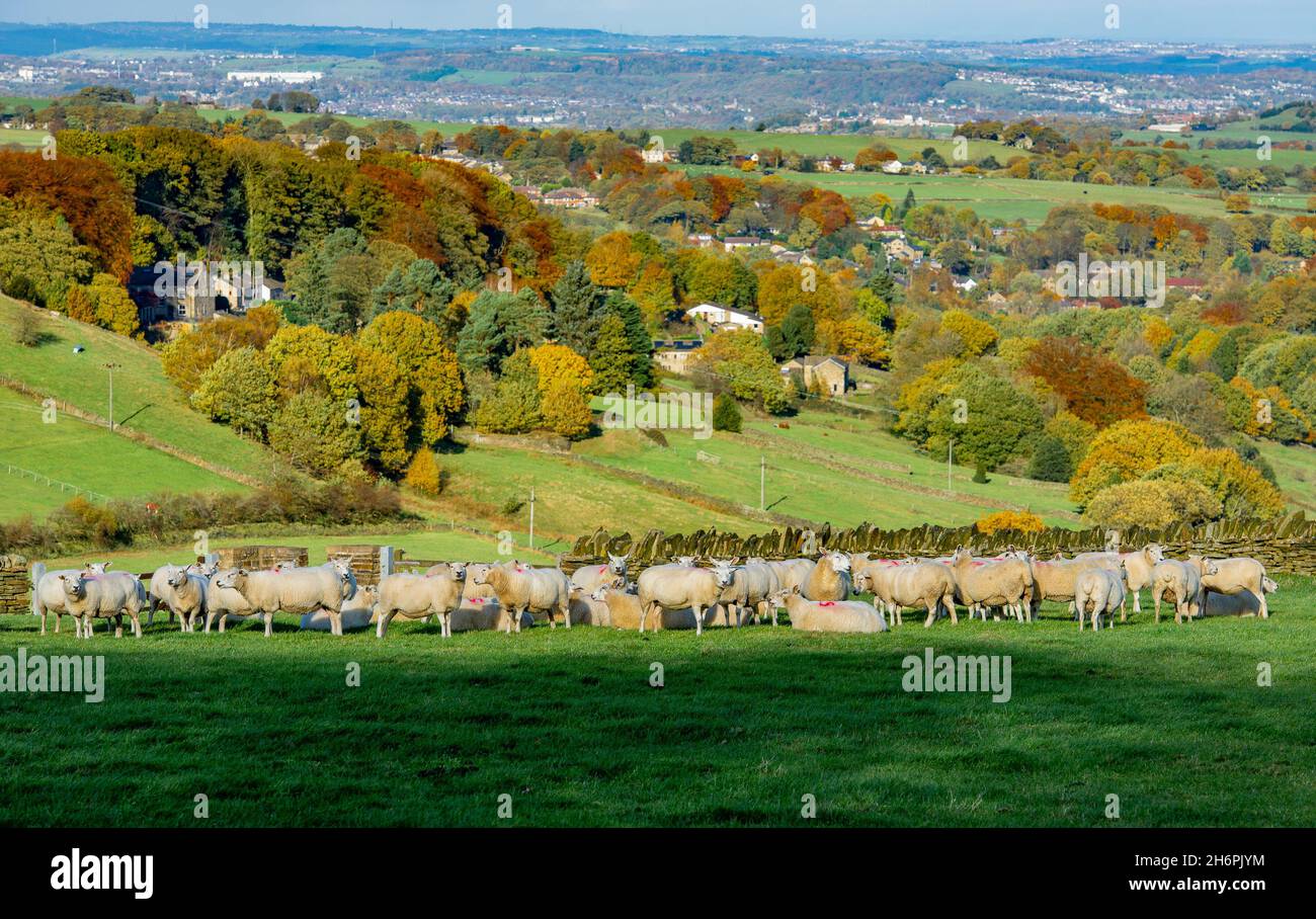 Schafe und Herbstfarben in Holmfirth, West Yorkshire. Stockfoto