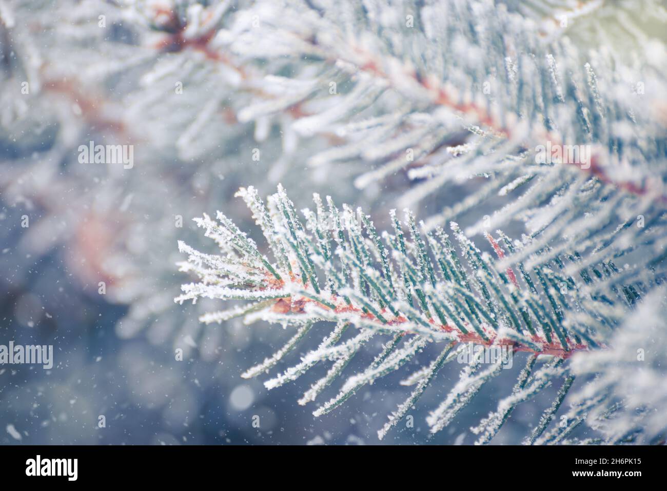 Tannenzweig bedeckt mit Frost. Weihnachtskarte mit Winterhintergrund. Stockfoto