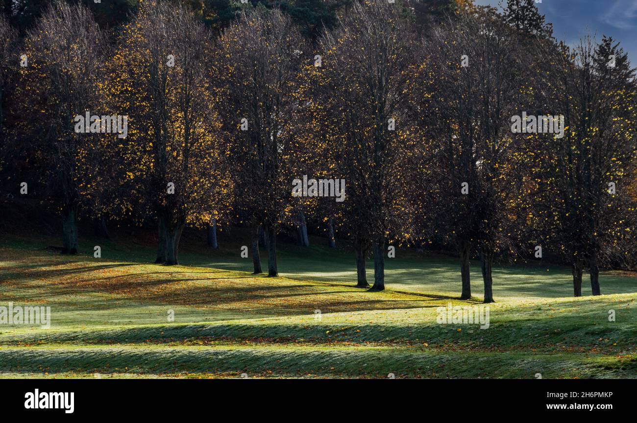 FORRES MORAY SCOTLAND GEWÄHRT IM HERBST DIE PARK AVENUE MIT BÄUMEN UND GOLDENEN BLÄTTERN Stockfoto