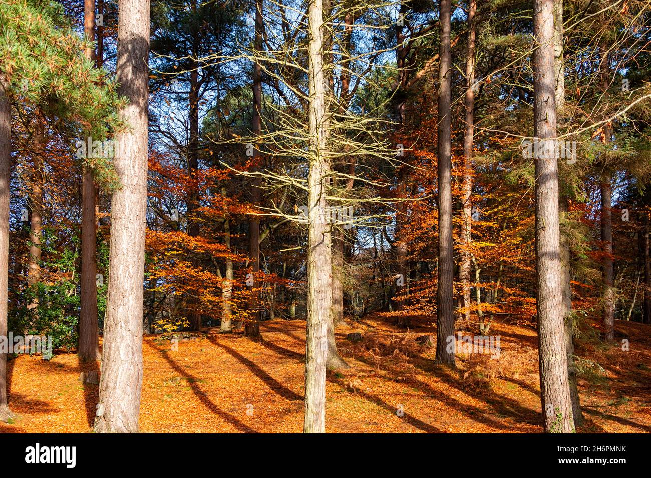FORRES MORAY SCOTLAND GRANT PARK HOHE KIEFERN BUCHEN MIT BLÄTTERN IN HERBSTLICHEN FARBEN Stockfoto