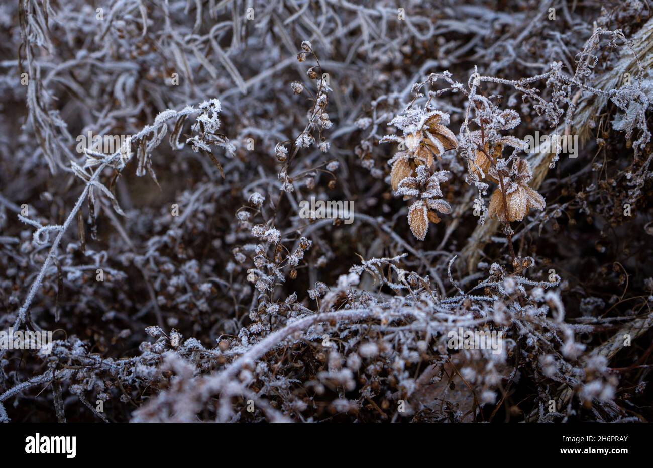 Getrocknete Feldpflanzen bedeckt mit Frost am frühen Morgen. Stockfoto