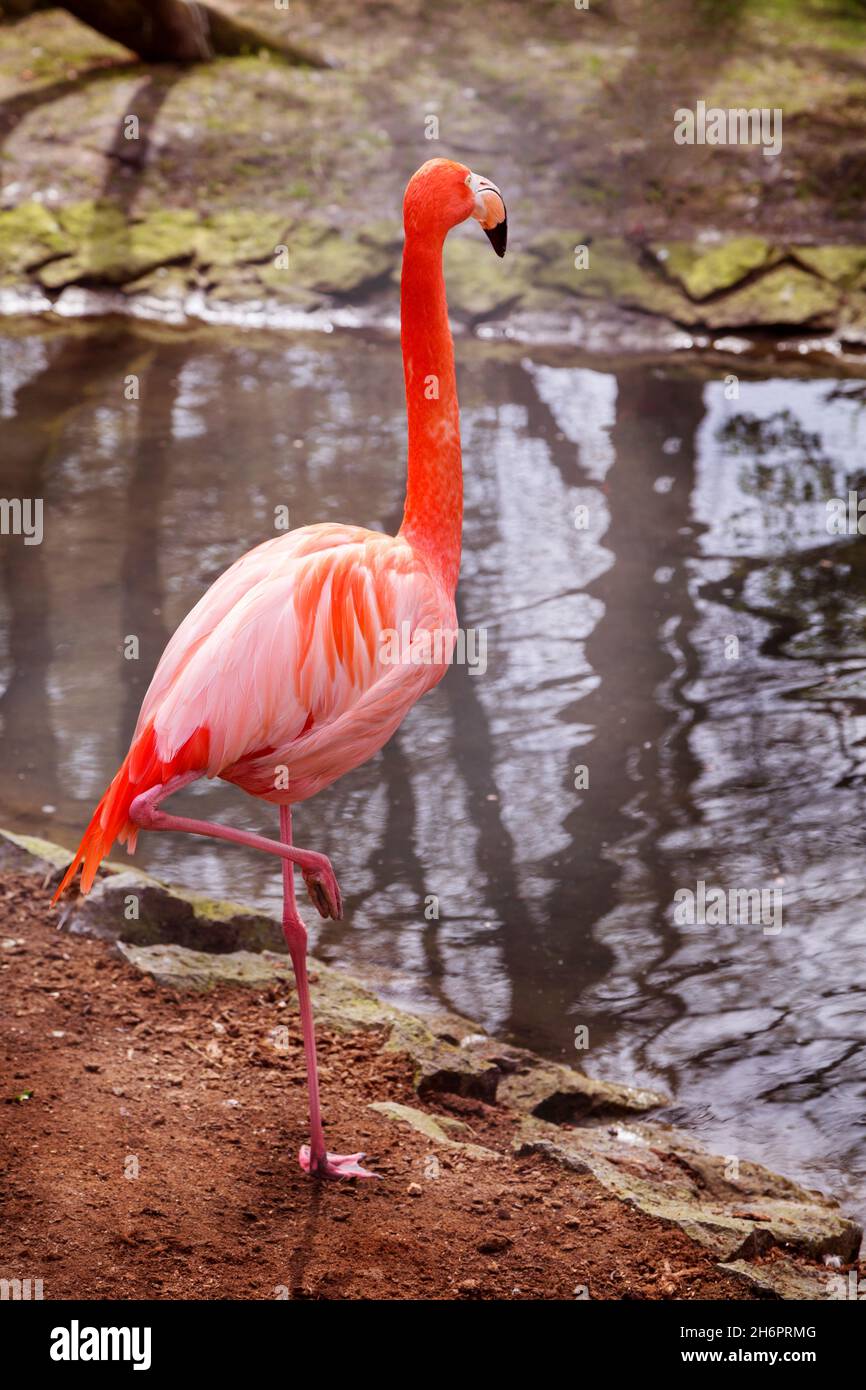 Flamingo auf einem bein stehend -Fotos und -Bildmaterial in hoher