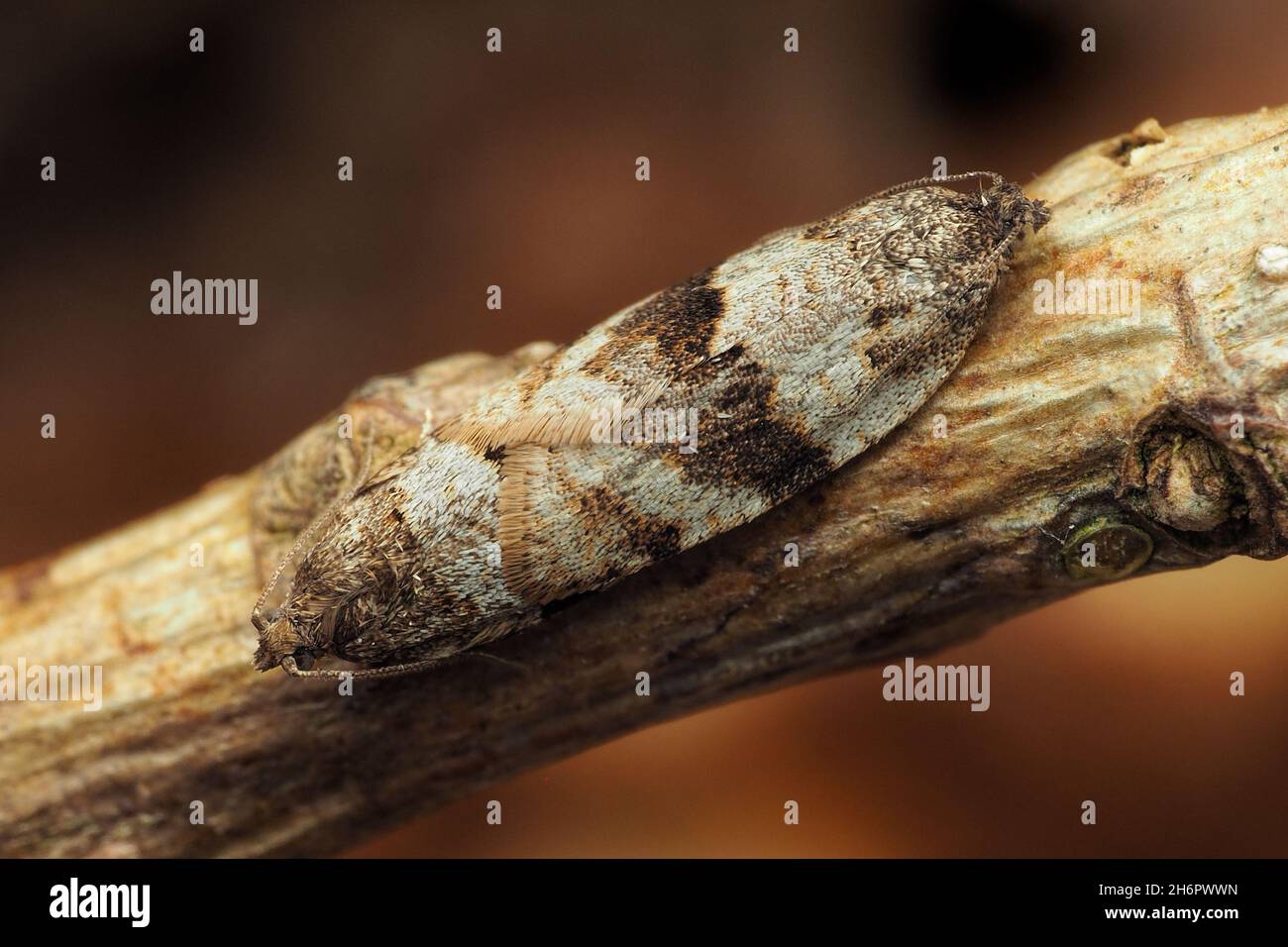 Dorsale Ansicht eines Paarungspaares von Syndemis musculana-Motten auf Eichenzweig Stockfoto