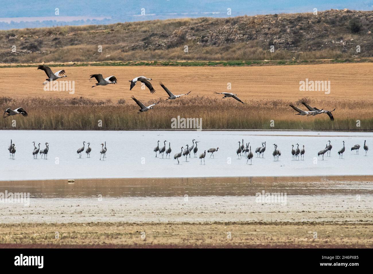 Gallocanta, Spanien. November 2021. Kraniche (Grus grus) werden an einem Herbsttag im Gallocanta See gesehen. Bisher wurden mehr als 16,000 Kraniche registriert, die im Rahmen der Wintermigration am Gallocanta-See eintrafen. Der Gallocanta-See ist einer der wichtigsten Stopover-Standorte für Zugkrane in Spanien, da er im Winter einer durchschnittlichen Population von 30,000 Vögeln gleichzeitig Schutz bieten kann. Quelle: Marcos del Mazo/Alamy Live News Stockfoto