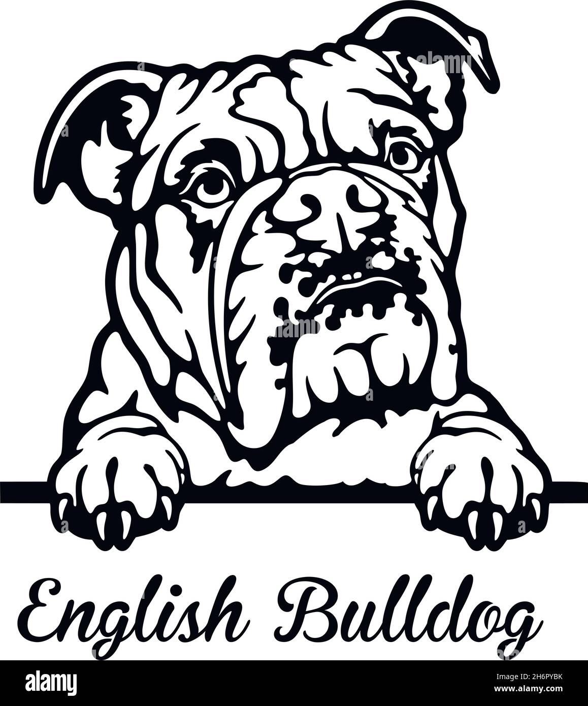 Englischer Bulldog Peeking Dog - Kopf isoliert auf weißem - Vektorstock Stock Vektor