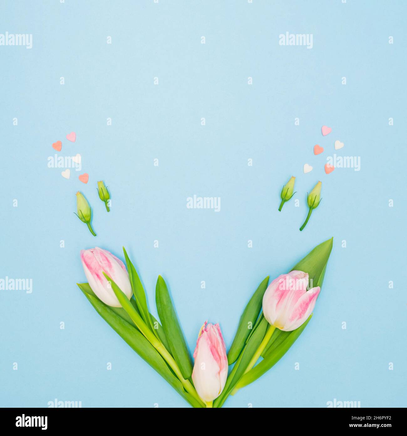 Kreative Frühlingskomposition mit grünen Blättern, rosa Herzen, Rosenknospen und pastellfarbenen Tulpen auf blauem Hintergrund. Minimales Konzept mit Kopierplatz. Stockfoto