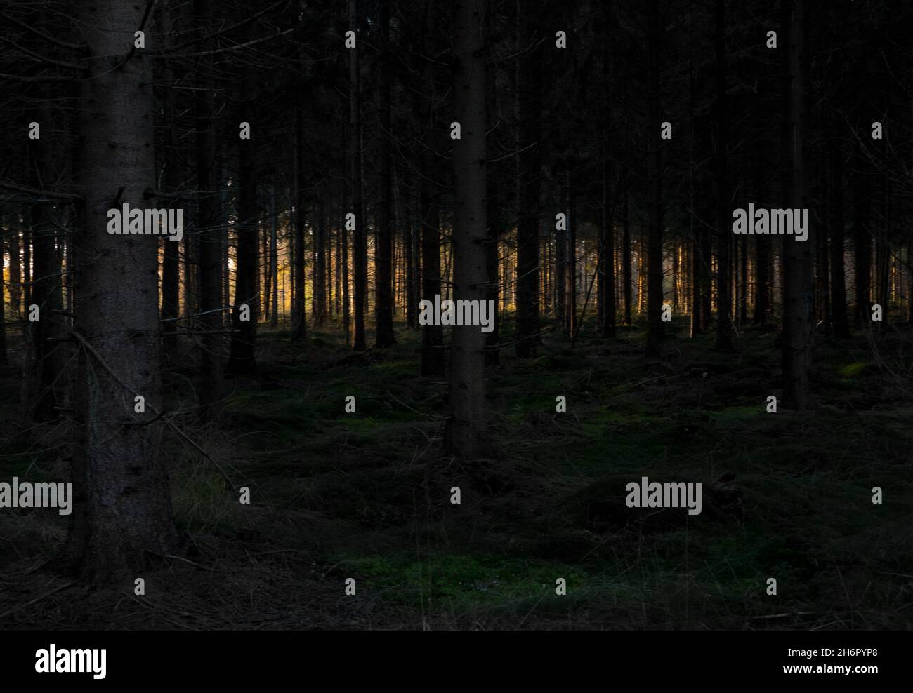 Baumsilhouetten bei Einbruch der Dunkelheit in einem beängstigenden Wald, in der Ferne das letzte Sonnenlicht Stockfoto