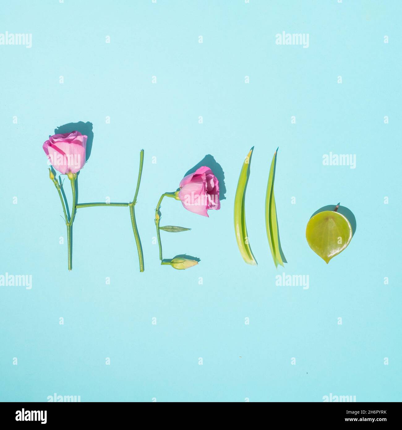 Kreative, pastellfarbene Frühlingskomposition aus grünen Blättern und rosa Rosen. Minimales Hello-Zeichen. Stockfoto
