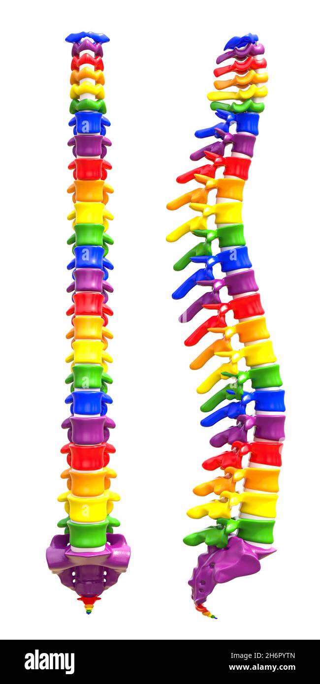 Backbone mit Regenbogenfarben auf weißem Hintergrund. 3d-Rendering Stockfoto