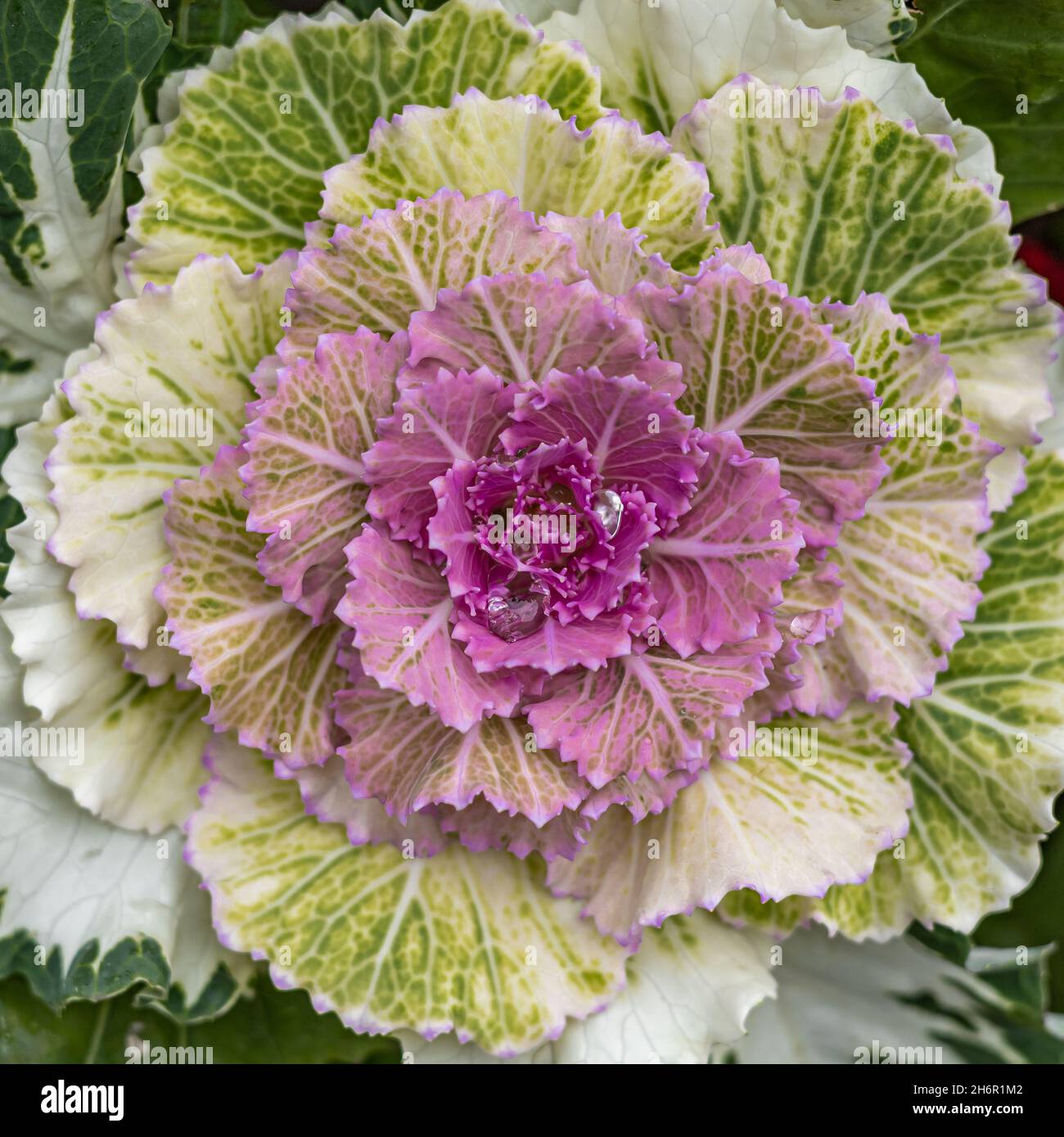 Zierrosa Kohl als Hintergrund. Stockfoto