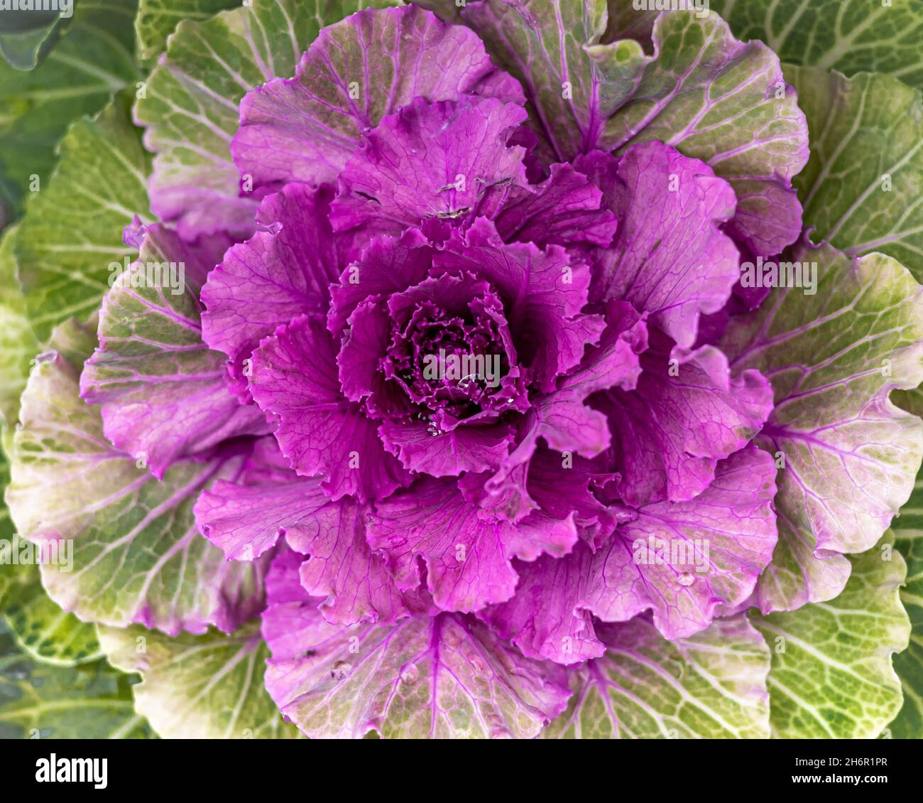 Zierrosa Kohl als Hintergrund. Stockfoto