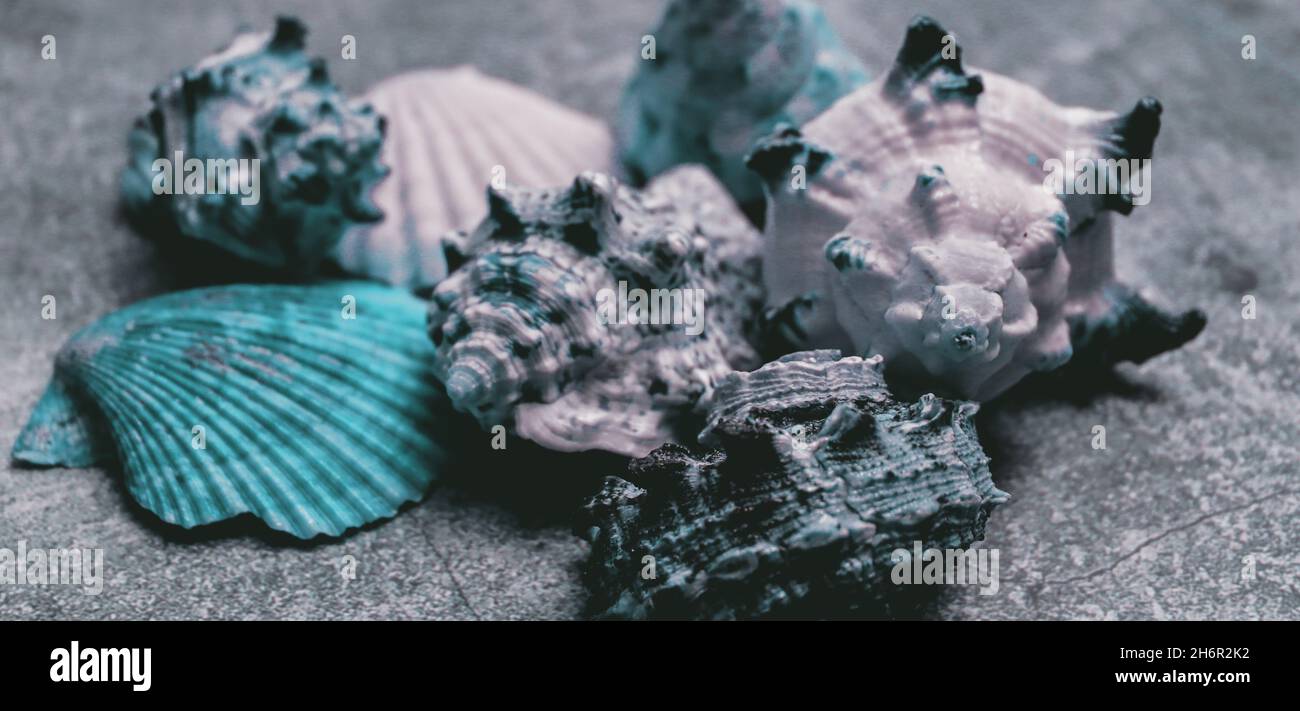 Alte verwitterte Muschelschale Hintergrund. Tapete mit tropischer Meerkonche Stockfoto