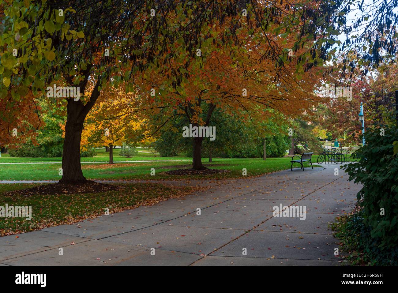 Farbenfrohe gelbe Herbstfärbung und Bank auf dem College Campus Stockfoto