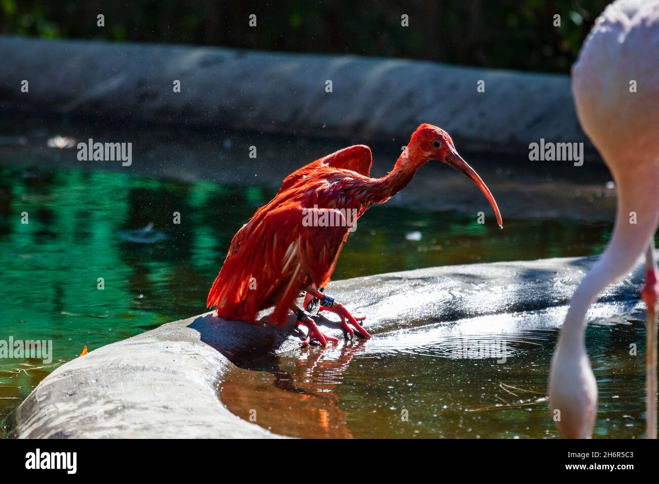 Scharlachrote Ibis. Vögel und Vögel. Wasserwelt und Fauna. Wildtiere und Zoologie. Natur- und Tierfotografie. Stockfoto