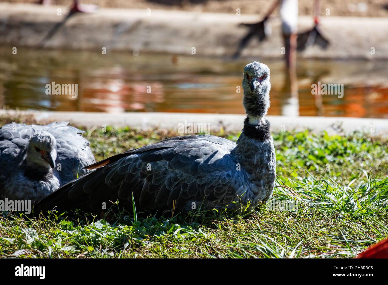 Südlicher Schreier. Vögel und Vögel. Wasserwelt und Fauna. Wildtiere und Zoologie. Natur- und Tierfotografie. Stockfoto