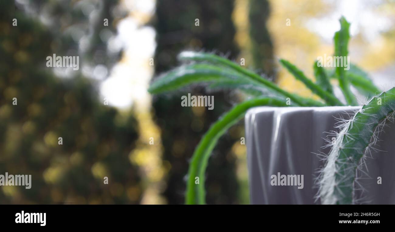 Gekeimte junge Drachenfrucht-Pflanzen in einem weißen Topf auf verschwommenem Hintergrund Stockfoto