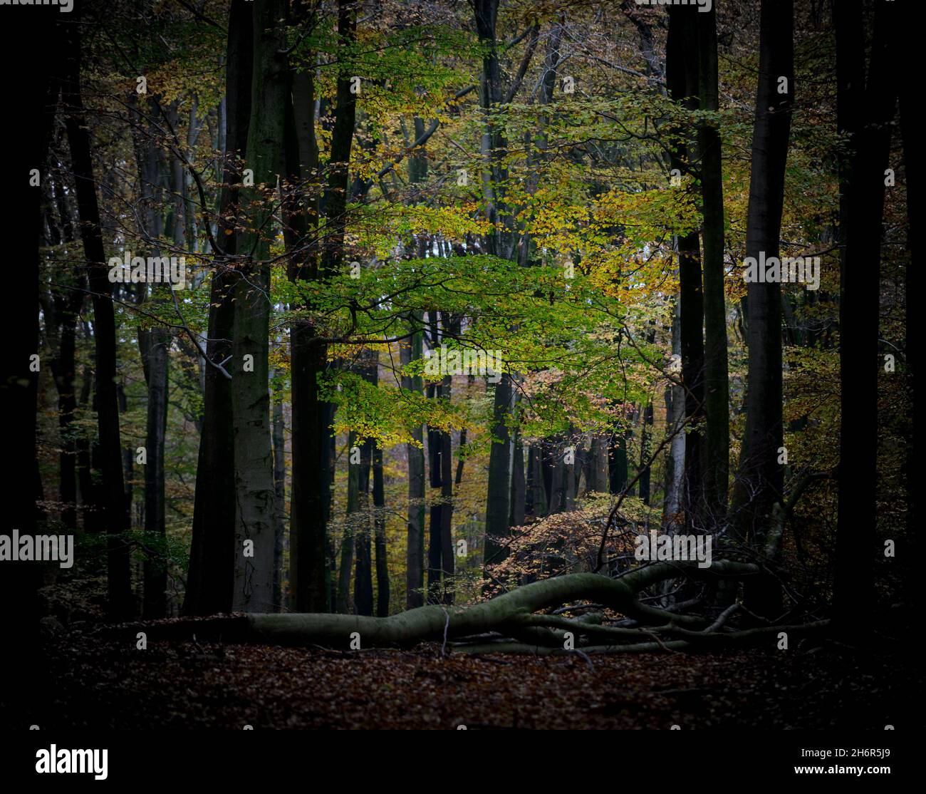 Dunkler Buchenwald mit Herbstfarben und einem gefallenen Baum Stockfoto