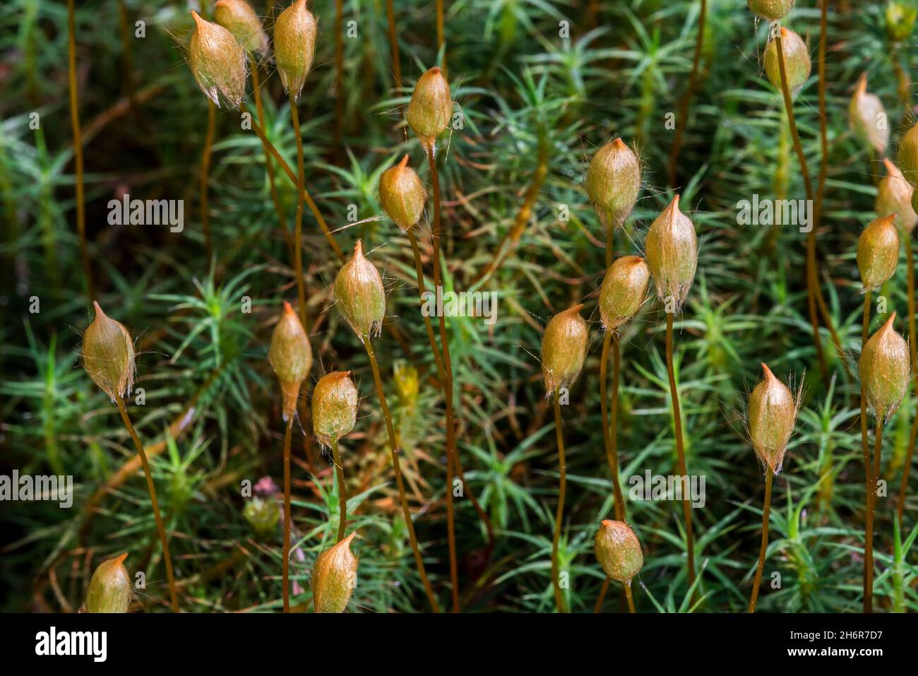 Haarmütze von Wacholder/Wacholdermoos von polytrichum (Polytrichum juniperinum / Polytrichum alpestre), Nahaufnahme mit Sporophyten Stockfoto