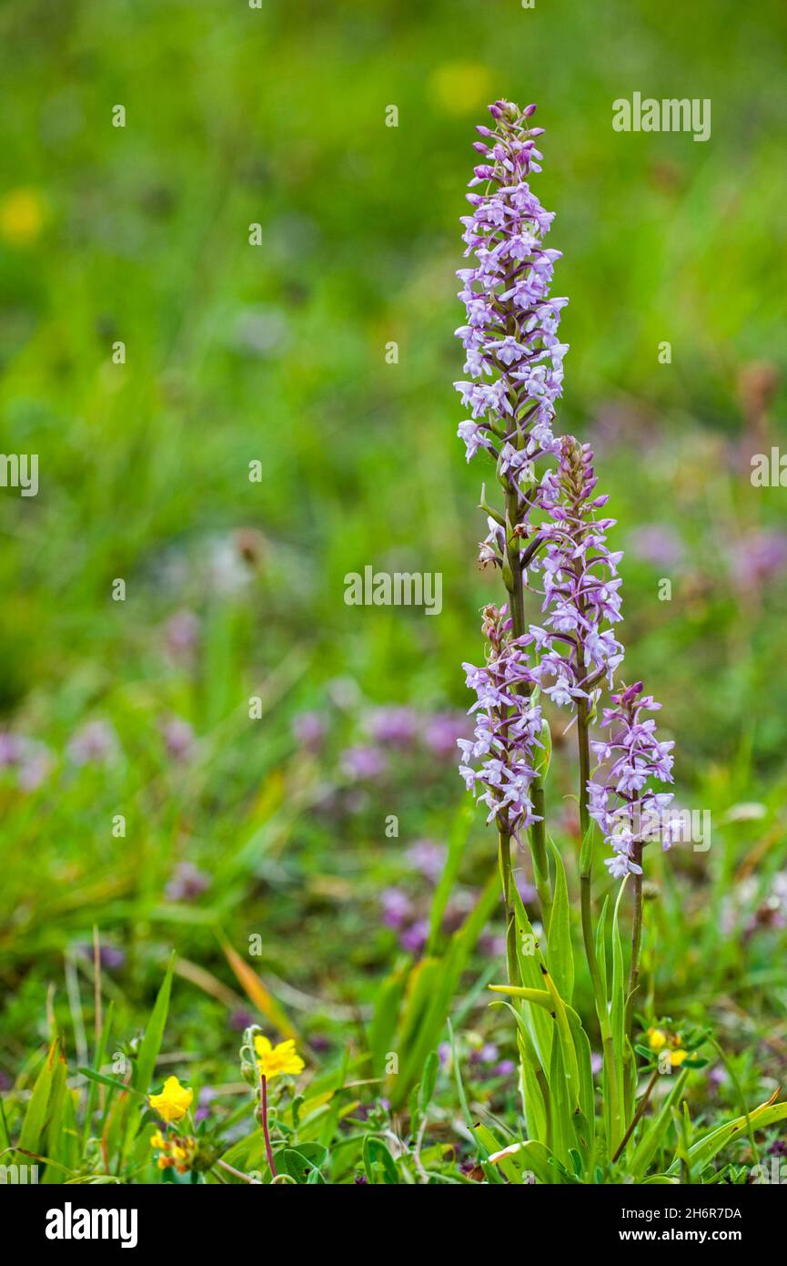 Duftende Orchidee / Kreide duftende Orchidee (Gymnadenia conopsea) in Blüte auf der Wiese, beheimatet in Nordeuropa Stockfoto