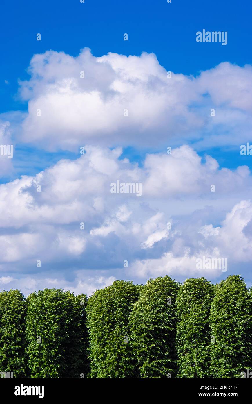 Bäume mit grünen Blättern mit bewölktem Himmel als natürlichen Hintergrund Stockfoto