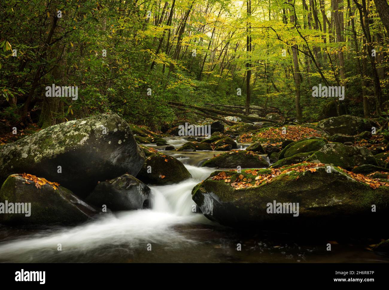 Herbstfarbe auf Lynn Camp Prong, Great Smoky Mountain National Park - Sevier County, Tennessee. Lynn Camp Prong schlängelt sich durch mit Blättern bedeckte Felsbrocken Stockfoto