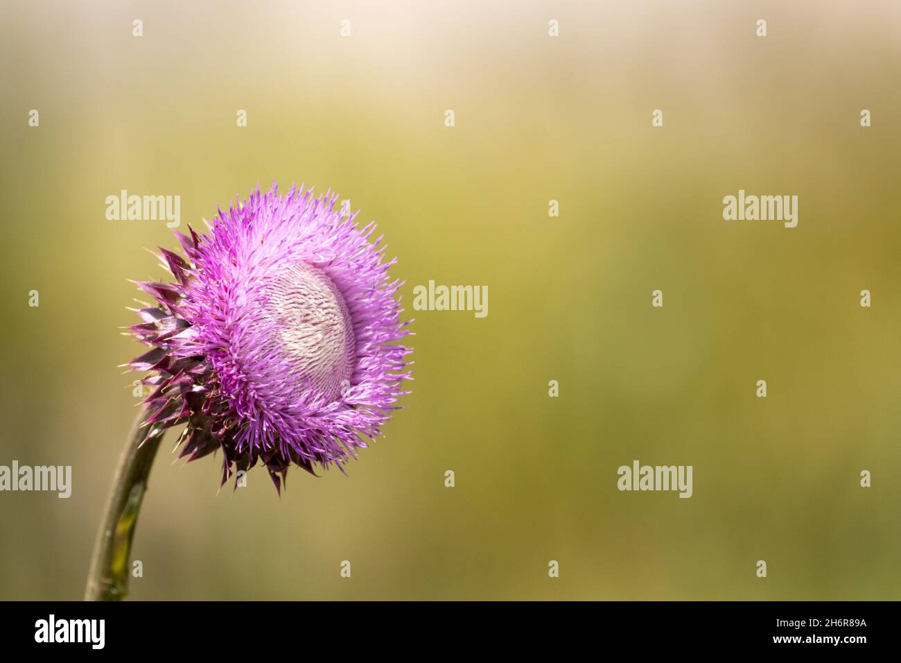 Borstendistel (Carduus nutans) - Hall County, Georgia. Die wachsende Blüte einer Moschusdistel im frühen Frühjahr. Stockfoto