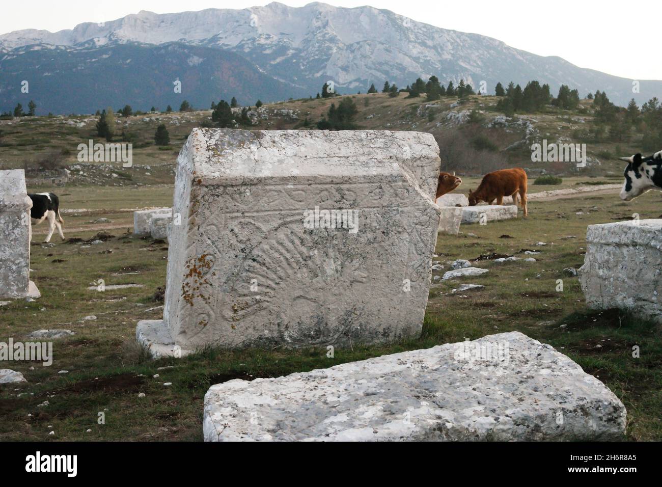 Dekorierte Stećci (mittelalterliche Grabsteine) des Weltkulturerbes Dugo Polje in der Nähe von Risovac (Jablanica, Bosnien und Herzegowina) im Naturpark Blid Stockfoto